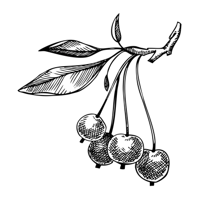 Decorative apple vector illustration. Hand-drawn food drawing. Fruit trees sketch. Garden plant for recipe, menu, label, packaging, Vintage apple tree branch with ripe fruit in a sketched style